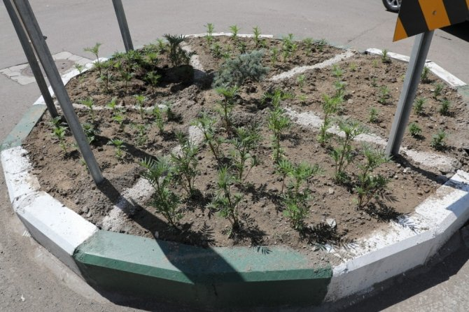 Kars Belediyesi refüj peyzaj düzenliyor
