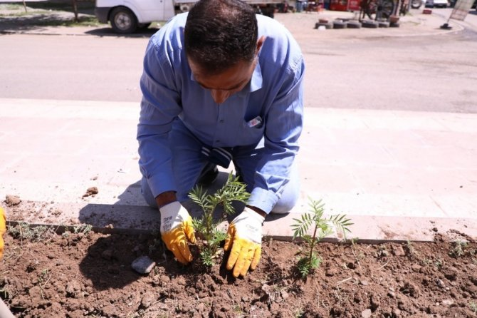 Kars Belediyesi refüj peyzaj düzenliyor