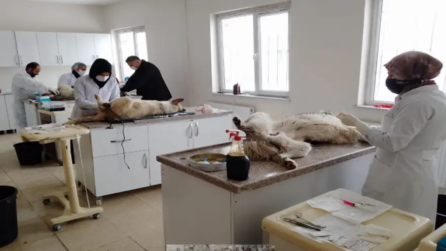 Ağrı Belediyesi, başıboş sokak hayvanlarını bakımevinde rehabilite ediliyor