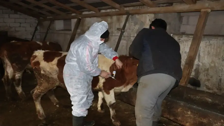 Ağrı'da Şap Aşısı Seferberliği