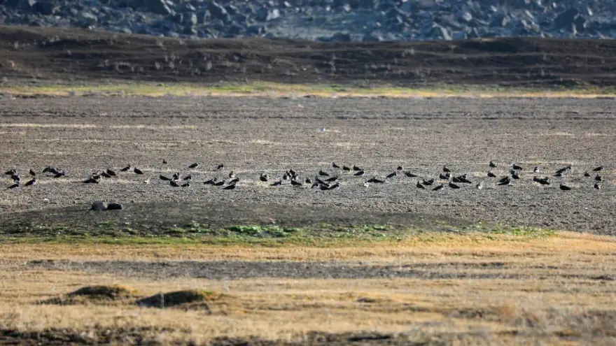 Baharın Müjdecileri Güney Kuşları, Ağrı Dağı'nın eteklerinde