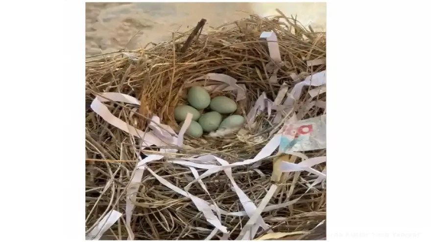 Doğubayazıt Gümrük Müdürlüğü'nde Uzun Süre Bekleyen Araçlarda Kuşlar Yuva Yapıyor!