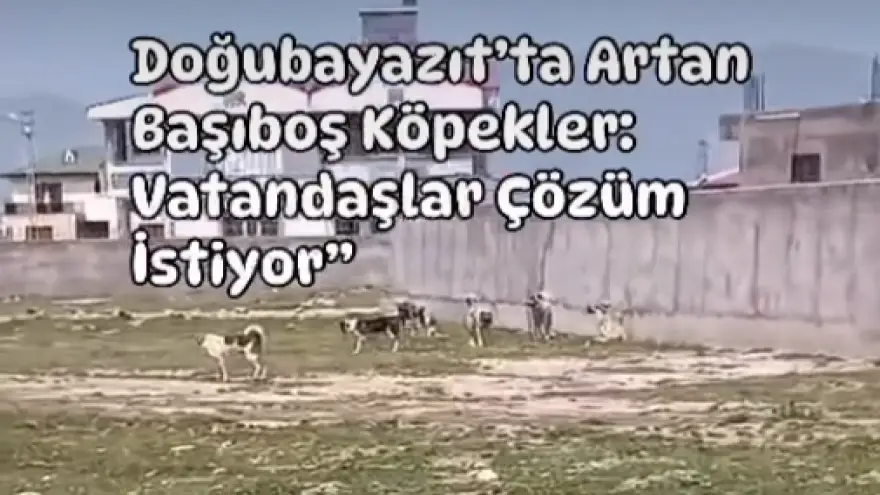 Vatandaşlar Yetkililere Seslendi, Başıboş Köpeklerle Mücadele İstiyoruz