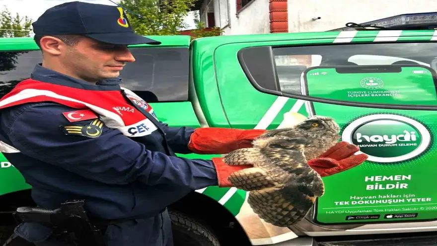 Ağrı’da yaralı halde bulunan baykuş tedavi altına alındı