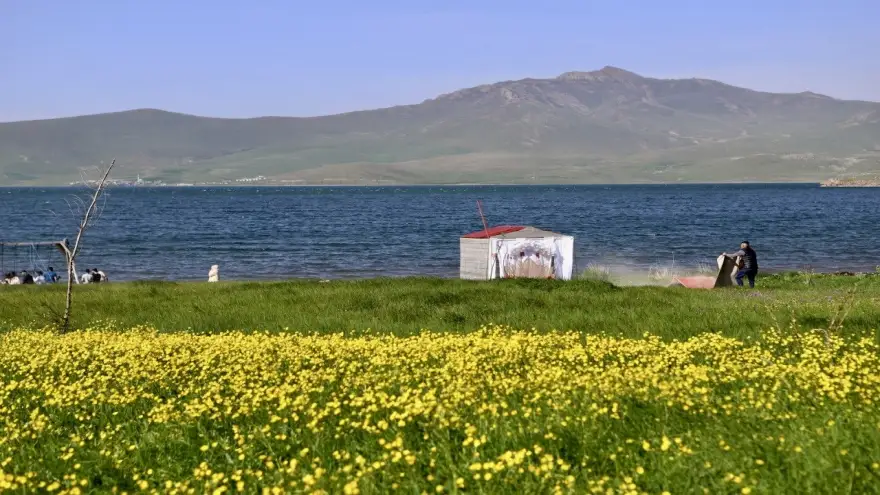 Sarı renkleriyle Ağrı’nın doğasını canlandıran çiçekler göz kamaştırıyor