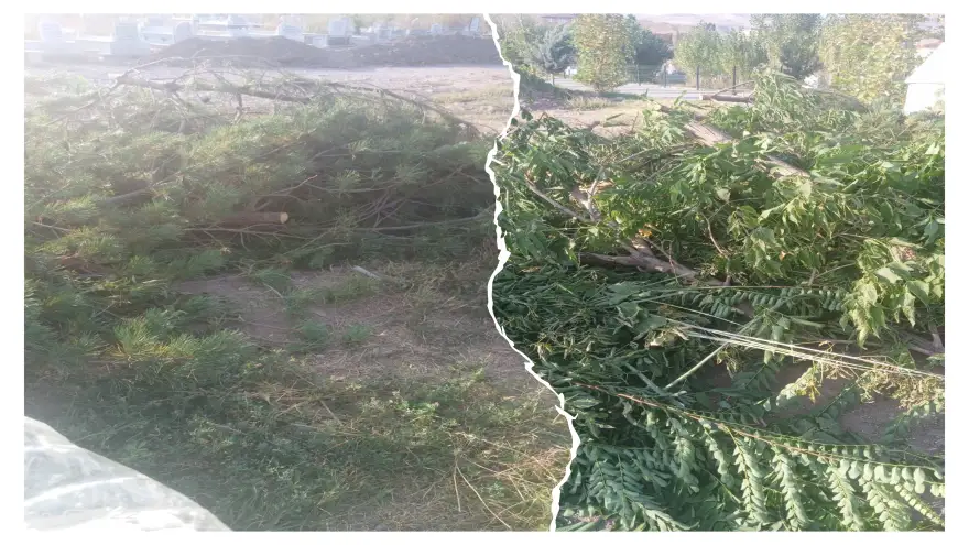 Şehir Mezarlığında Ağaçlar kesildi