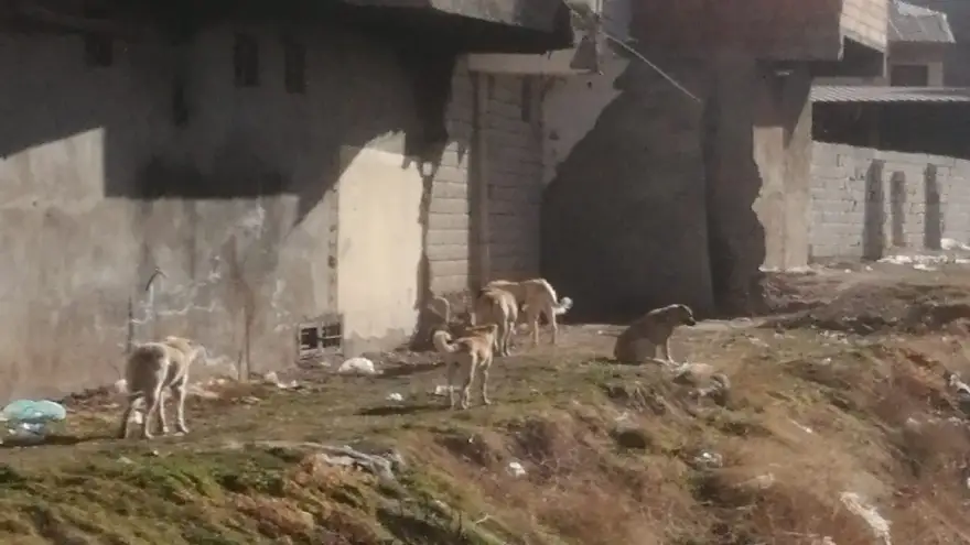 DOĞUBAYAZIT’TA SOKAK KÖPEKLERİ ACİLEN BARINAKLARA ALINMALI