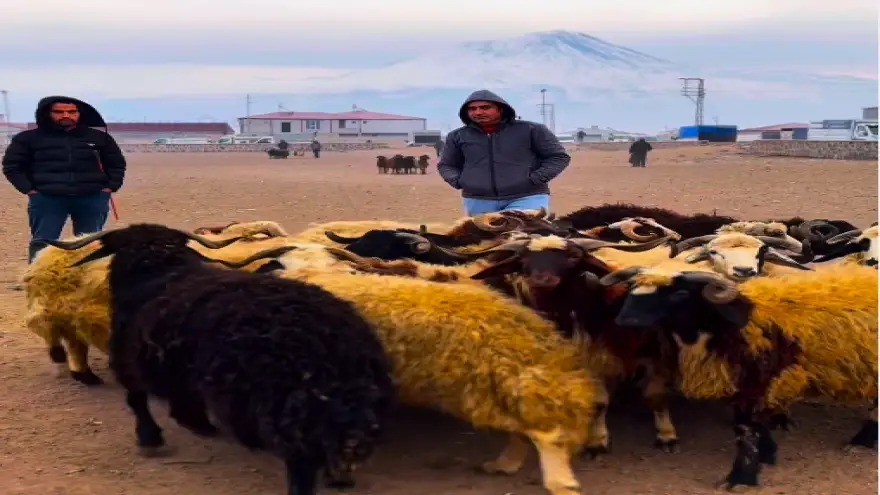 Doğubayazıt Mal Meydanı Ekonomi Merkezi