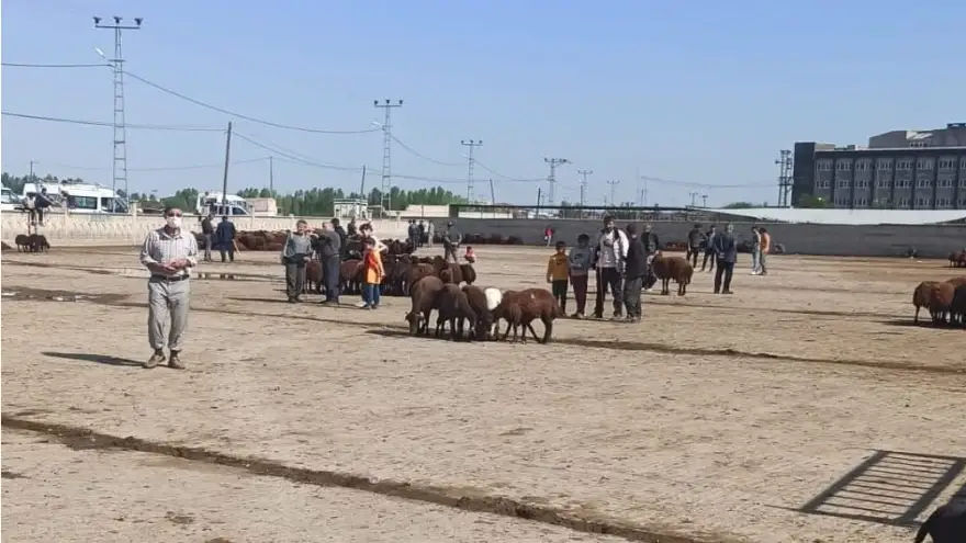 Iğdır hayvan pazarı geçici olarak kapatıldı