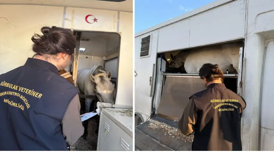 Gürbulak Sınır Kapısı'nda Yarış Atlarına Sıkı Sağlık Denetimi