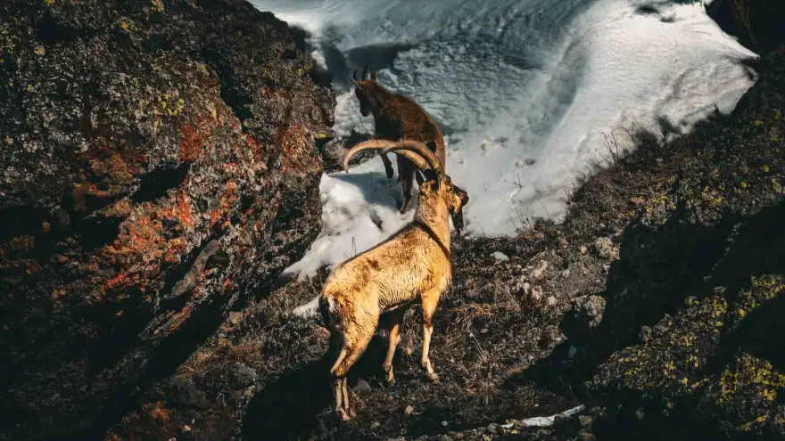 Ağrı’nın görkemli dağ keçileri kendine hayran bırakıyor