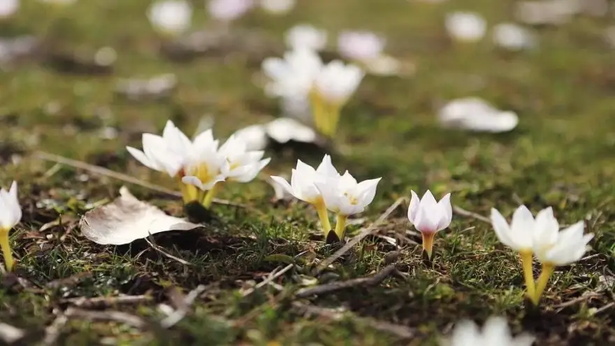 Ağrı’da baharın renkleri ortaya çıkmaya başladı