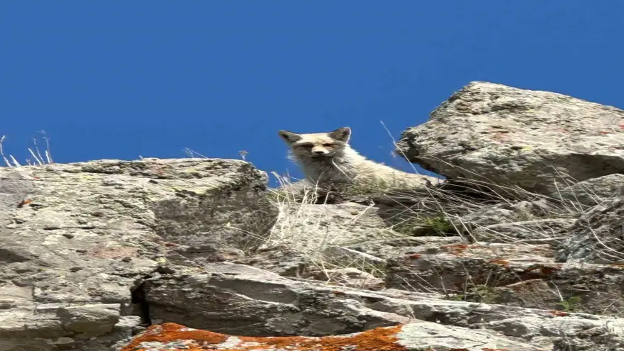 Ağrı’da sarp kayalıklarda tilki görüntülendi