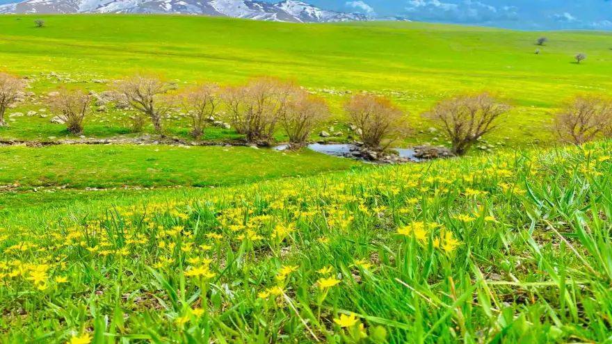 Ağrı’da doğanın renk cümbüşü göz kamaştırıyor