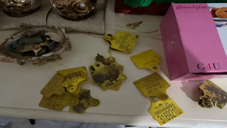 Ağrı’da usulsüz hayvan sevk belgesi operasyonu: 9 şüpheli gözaltında