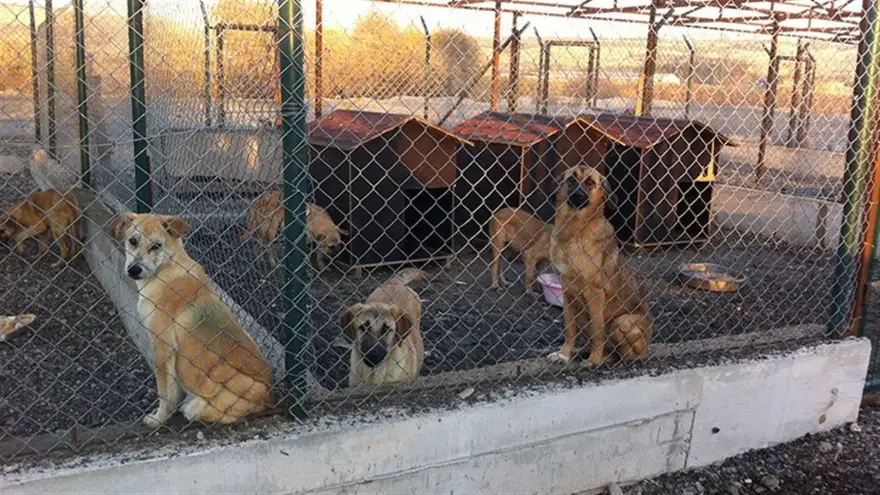Doğubayazıt'ta Vatandaşlardan Belediyeye Öneri: Yemek Artıkları Barınaktaki Hayvanlara Verilsin