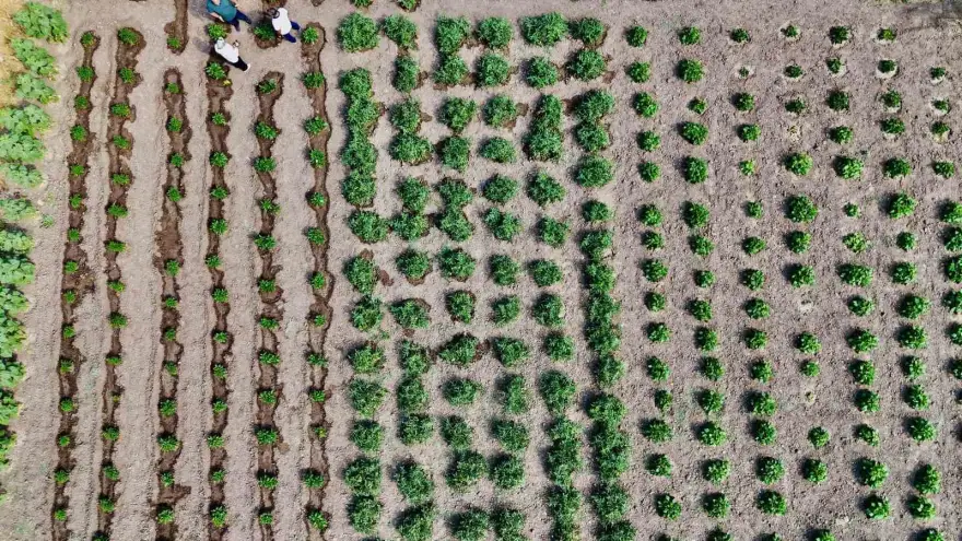 Ağrı’da hibeli sebze üretimi meyvesini verdi, hedef 14 bin ton verim