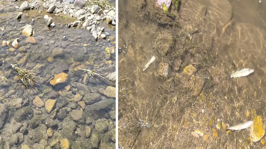 Ağrı'da Balık Avlamak İçin Suya Zararlı Ot Bırakan 3 Kişi Yakalandı