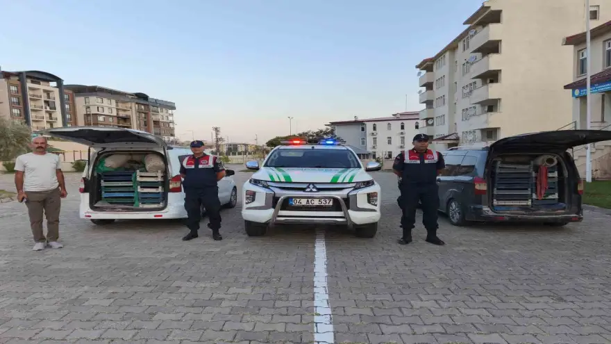 Doğubayazıt’ta kaçak kurbağa avcılığına jandarma operasyonu