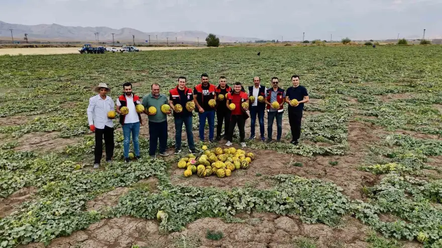 Ağrı’nın verimli tarlalarında kavunlar tezgâha hazırlanıyor