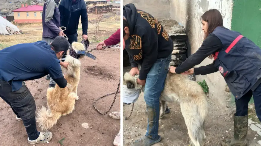 Doğubayazıt'ta Sokak Hayvanlarına Yönelik Koruyucu Sağlık Çalışması