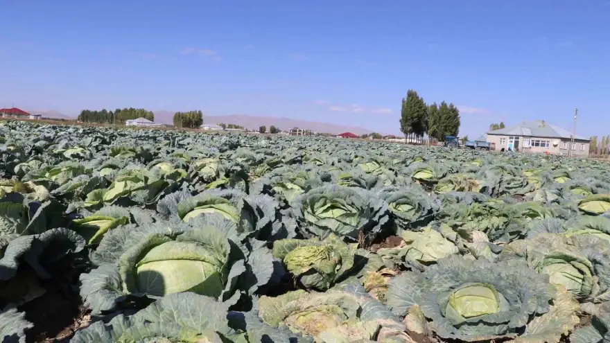Ağrı'da Lahana hasadı başladı