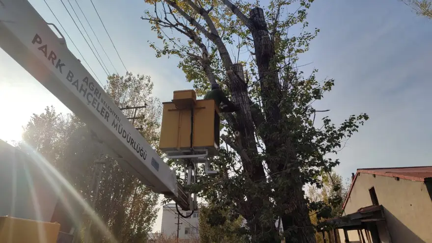 AĞRI PARK VE BAHÇELER MÜDÜRLÜĞÜ KENT GENELİNDE AĞAÇ BUDAMA ÇALIŞMALARINI SÜRDÜRÜYOR