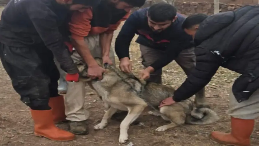 Doğubayazıt'ta Köpekler İçin Çip ve Kuduz Aşısı Seferberliği