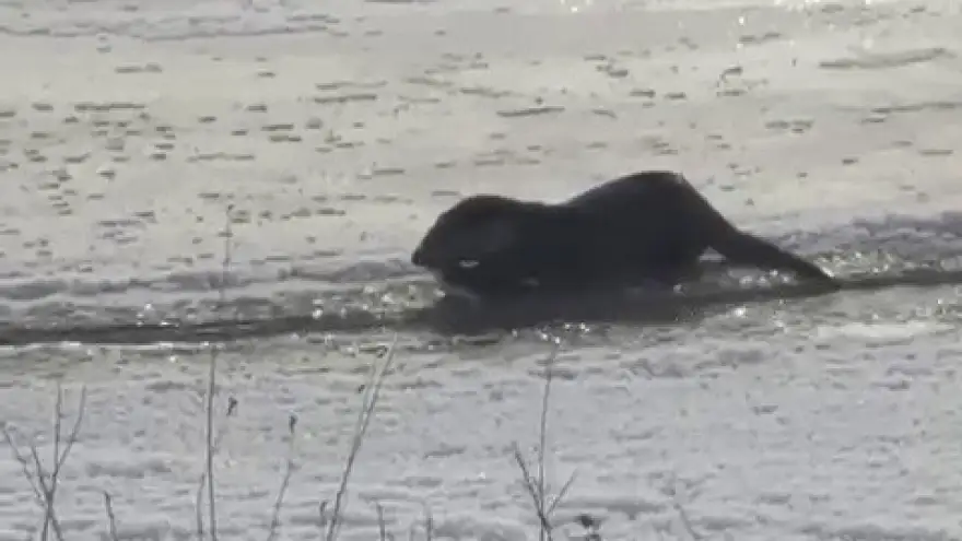 Murat Nehri’nde su samurları görüntülendi