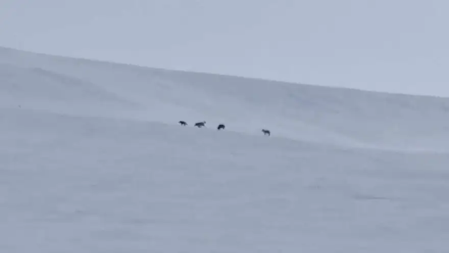 Diyadin’de kurt sürüsü görüldü