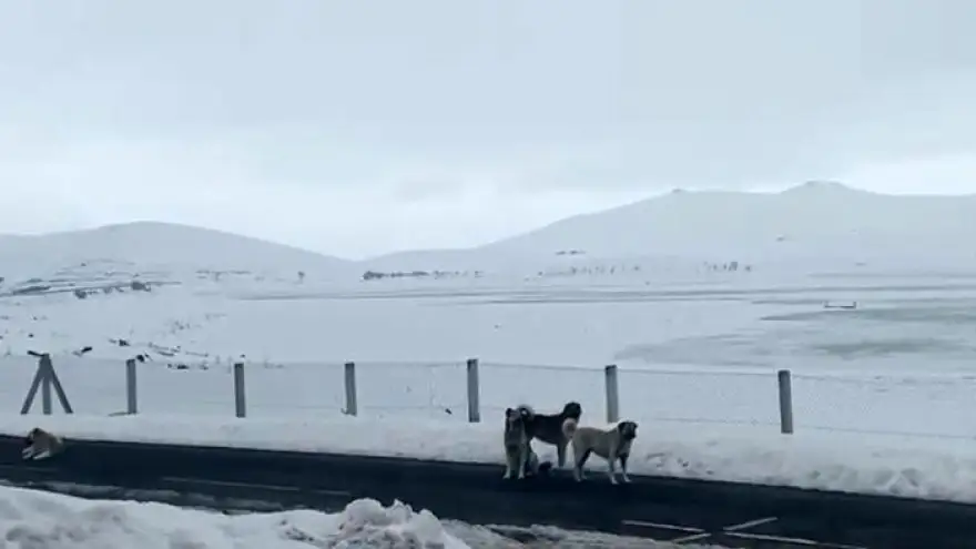 Başıboş sokak köpekleri tehlike saçıyor