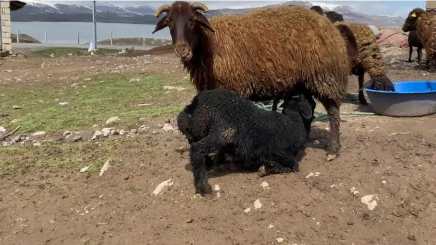 Ağrı’da kuzuların anneleri ile buluşması renkli anlara sahne oldu