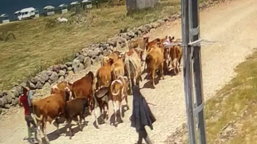 Ağrı’da çalınan 22 büyükbaş hayvandan 15’i bulundu
