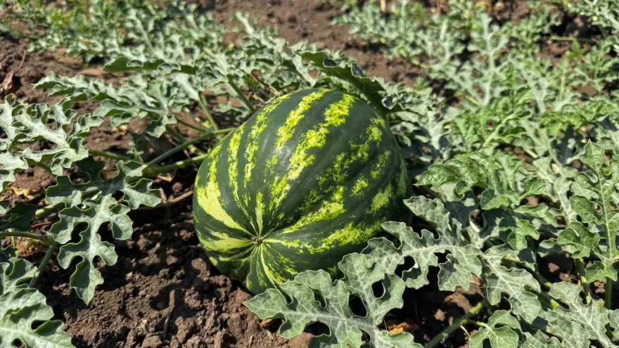 Ağrı’da çiftçinin bostanı örnek oldu, sebze meyve ve tahıl bir arada
