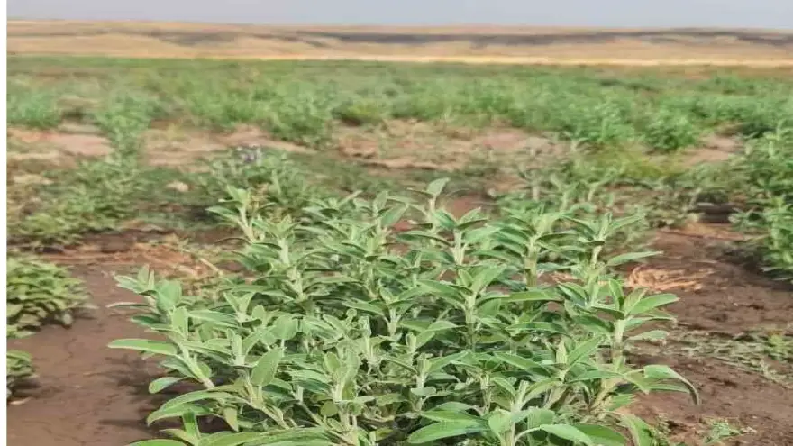 Patnos’ta Ada Çayı heyecanı: İlk hasat için geri sayım başladı