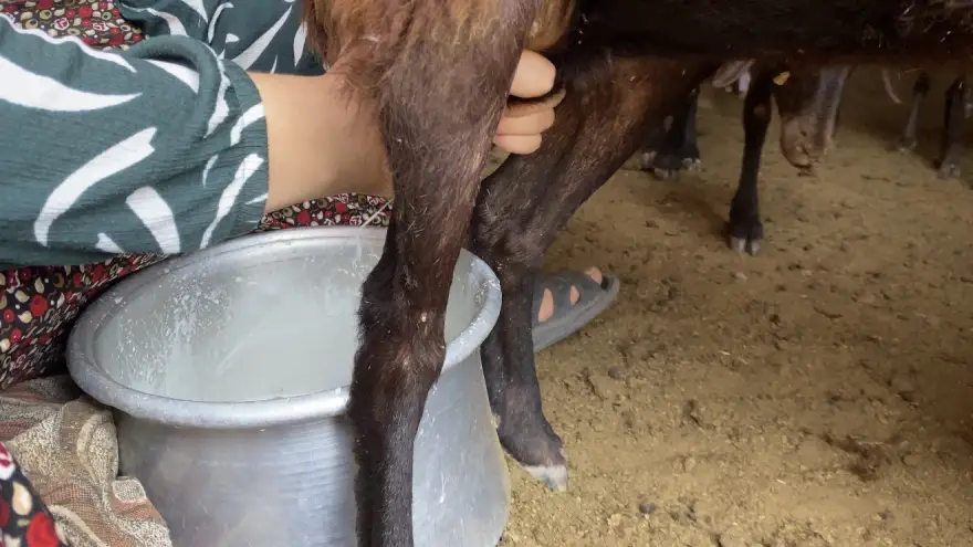 Patnos’ta koyun sağımı mesaisi devam ediyor