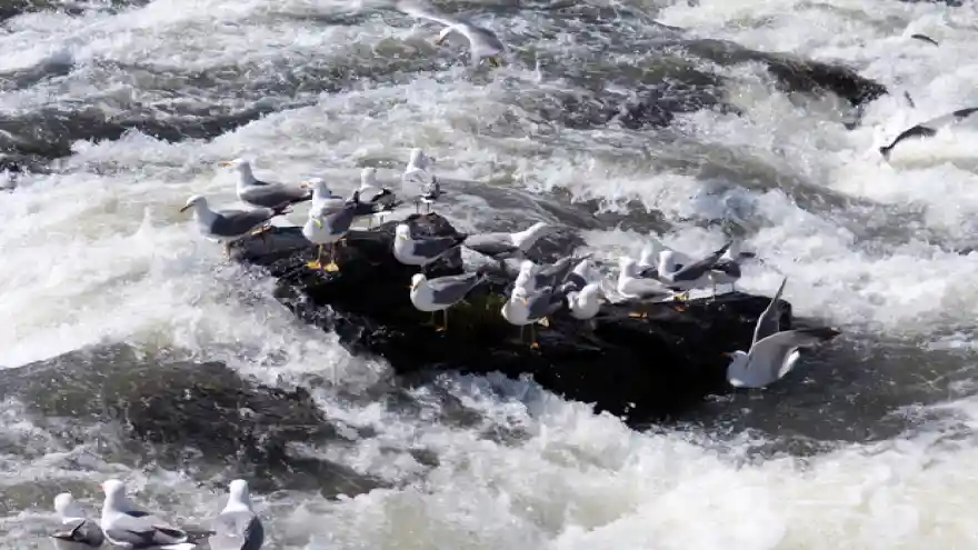 Vanlılar, inci kefalinin üreme göçünü ilgiyle izledi
