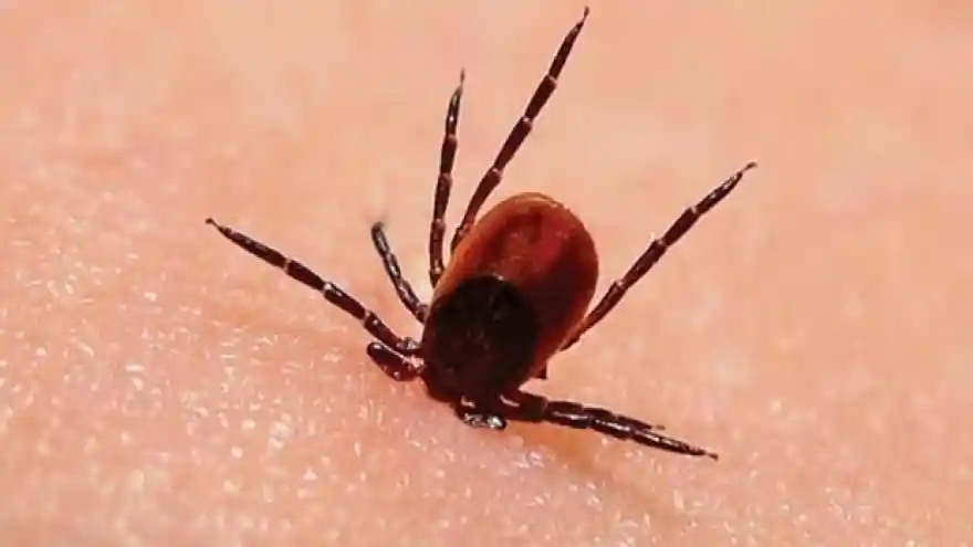 Sivas'ta kene ısırması sonucu bir kişi hayatını kaybetti
