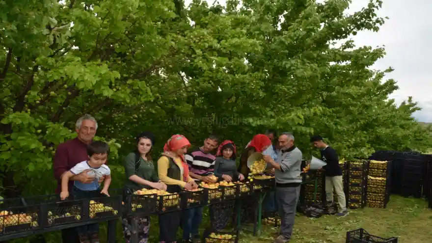 IĞDIR'DA KAYSI HASADI BAŞLADI
