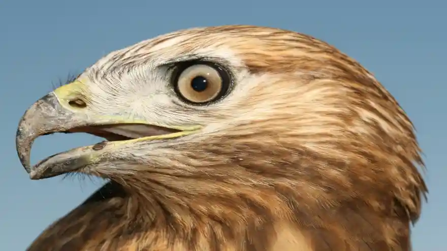 IĞDIR ÜNİVERSİTESİ YABAN HAYATINI KORUYOR