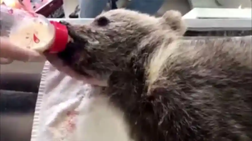 Yavru Ayı Biberonla Besleniyor 
