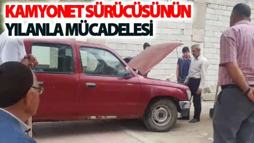 Kamyonet sürücüsünün yılanla mücadelesi
