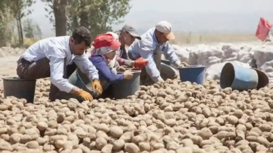 Ahlat Patates Sorununu Çözebilir
