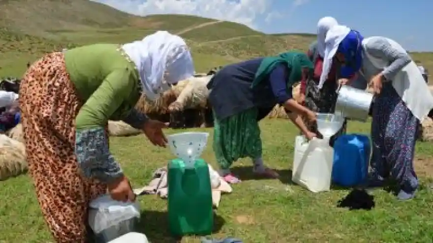 Berivanların Süt Mesaisi
