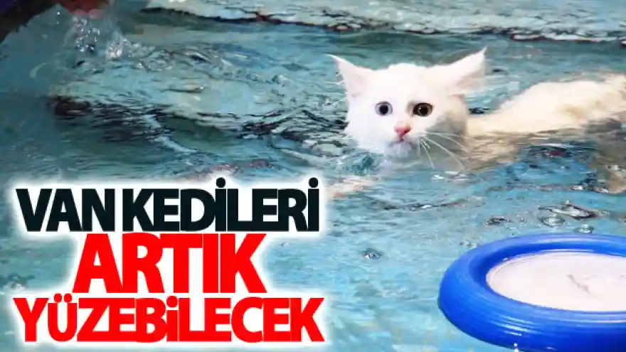 Van kedileri artık yüzebilecek
