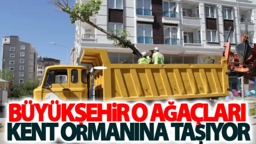 İskele Caddesindeki Ağaçlar...