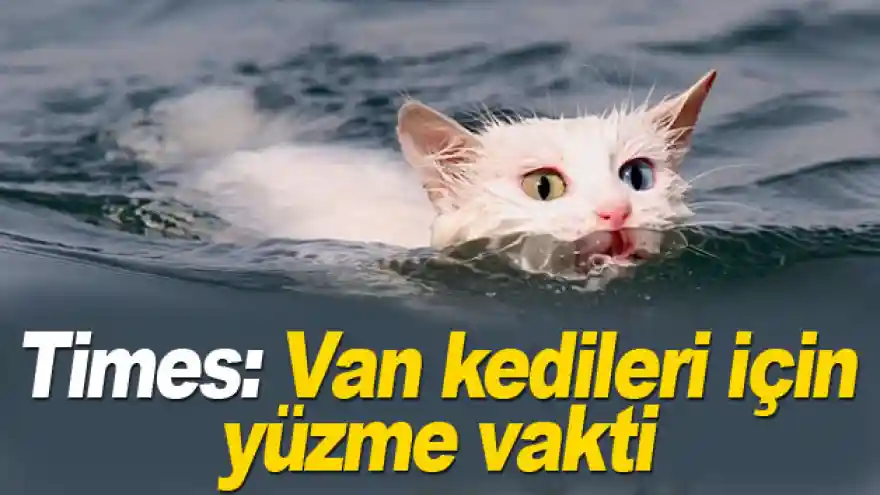 Times: Van kedileri için yüzme vakti
