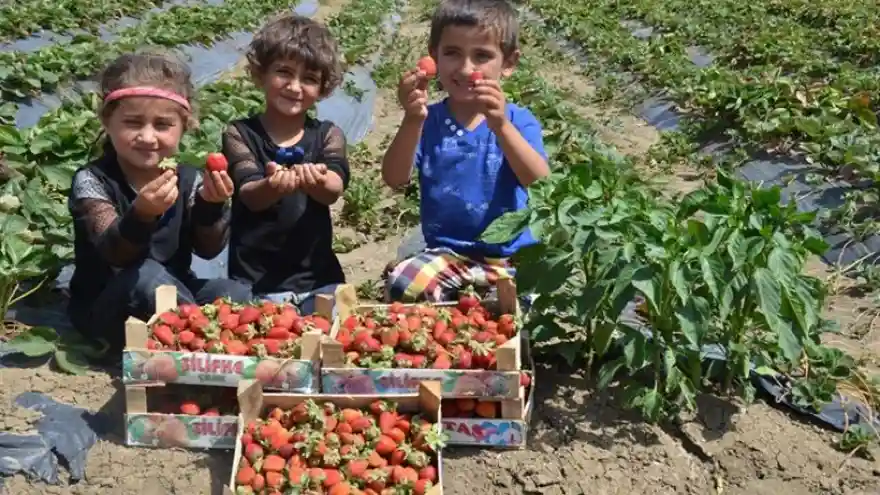 Çilek Hasadına Başlandı