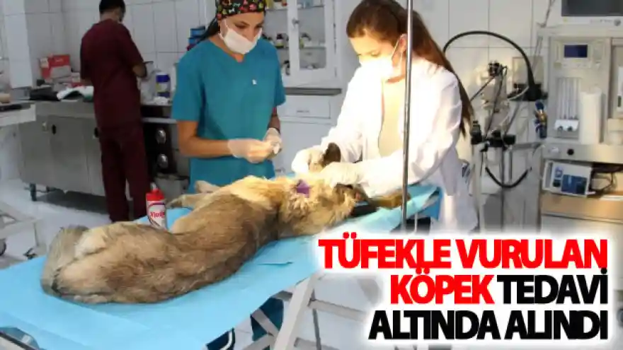 Tüfekle vurulan köpek tedavi altında alındı
