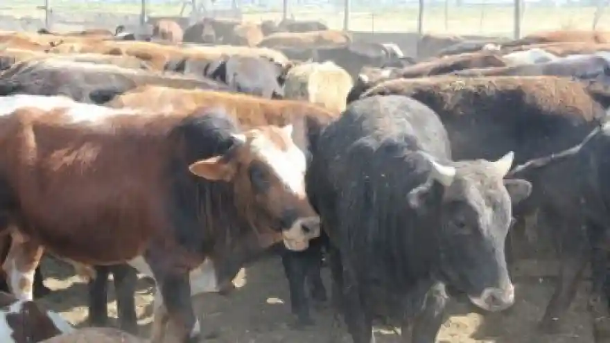 Üreticiler Kurban Bayramı'na hazır 
